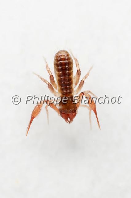 Pseudoscorpionida_7482.JPG - Arachnida, Pseudoscorpionida, Chthoniidae, Pseudoscorpion (Chthonius ischnocheles), mâle, 2 mm, Common Chthonid